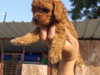 Vişneli browniler poodle köpekler