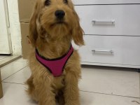 Spaniel Cocker English