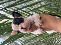 A Kalite Orjinal Fransız Bulldog