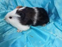 Hollandan Amerikan ve Dutch Ginepig Yavrular