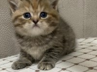 Siyah gri golden british shorthair yavrularımız