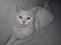 4 aylık beyaz erkek british shorthair