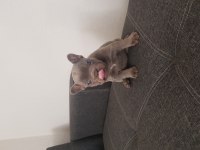 Harika Anatomi Harika French Bulldog Yavrular