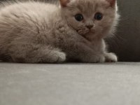 British shorthair 50 günlük lilak rengi