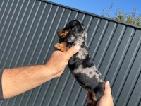 ORJİNAL RABİT DACHSHUND YAVRUMUZ