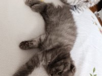 Biricik scottish fold kedimiz kendine yuva arıyor