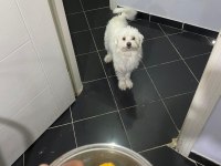 2 yaşına az kaldı köpeğimiz
