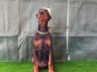 A şecereli doberman yavrular
