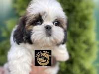 Pets World Kentpark Shih Tzu