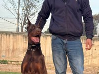 A SCR king doberman safkan bebekler
