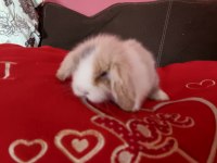 Lop tavşanı yavrusu