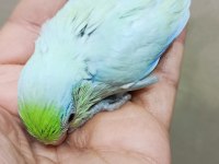 Görsel şölen turkuaz erkek cep papağanı