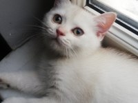 Çok sağlıklı çok uysal safkan