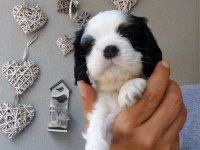 5 erkek ve 1 dişi cavalier king charles yavrular