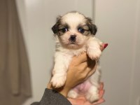 Safkan Rengarenk Shih Tzu Bebeklerimiz