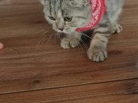 British shorthair yavrularım