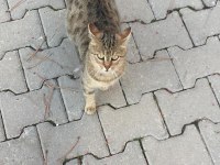 Mia ve 5 adet yavru tekir