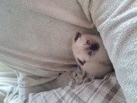 Scottish fold / siyam