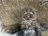 Türkiye de nadir cinnamon scottish fold