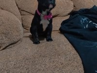 AA kalite french bulldog dişi
