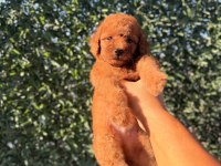 Dişi kore kan poodle yavrumuz