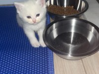 42 günlük dişi ve erkek çocuklarımıza yuva arıyoruz