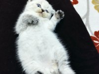 Dişi 2 yaşında blue point scottish fold