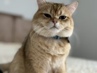 11 aylık Erkek Golden British Shorthair