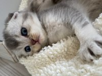 Scottish fold british bebekler