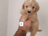 Maltipoo yavrularımız