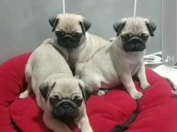 Pug bebekleri