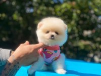 Tatlı pomeranian yavrular