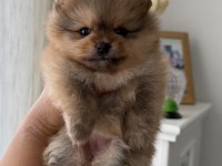 Süslü pomeranian kızlar