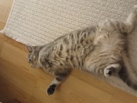 11 aylık dişi british shorthair