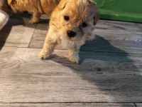ORJİNAL MALTİPOO YAVRULAR