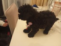 45 günlük poodle yavrumuz satılıktır