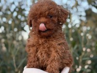 Erkek Kore Toy Poodle