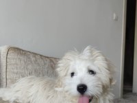 Köpeğimiz ile ilgilenen yazabilir