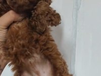 KORE VE TOY POODLE YAVRULARIMIZ