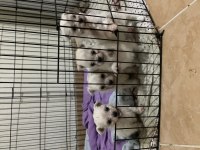 45 günlük maltipoo yavrular