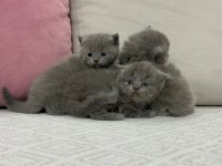 Cins British Shorthair Yavrularımız Yuvalarını Arıyor