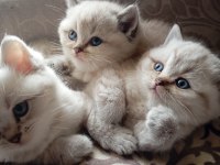 Efsane british shorthair bebeklerim