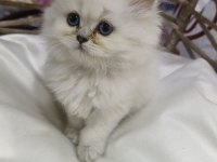 Dişi 2 aylık British longhair