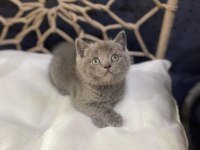 Yeni gelen british shorthair güzellikler