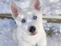 A kalite Mavi Gözlü Beyaz Husky Sibirya Kurdu Orjinal