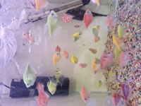 Trans genetik tetra