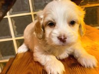 Xs maltipoo bebeklerimiz