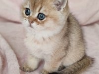 Safkan British Shorthair