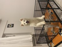 Orjinal Anne Baba Şecereli Annenin Babanın Samoyed Yavrusu