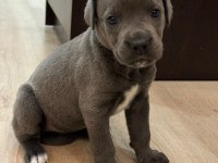 Sahiplendirme cane corso 1,5 aylık